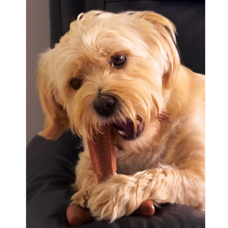 Bamboodles | T-Bone Dog Durable Chew | Peanut Butter Flavour - Medium 6"