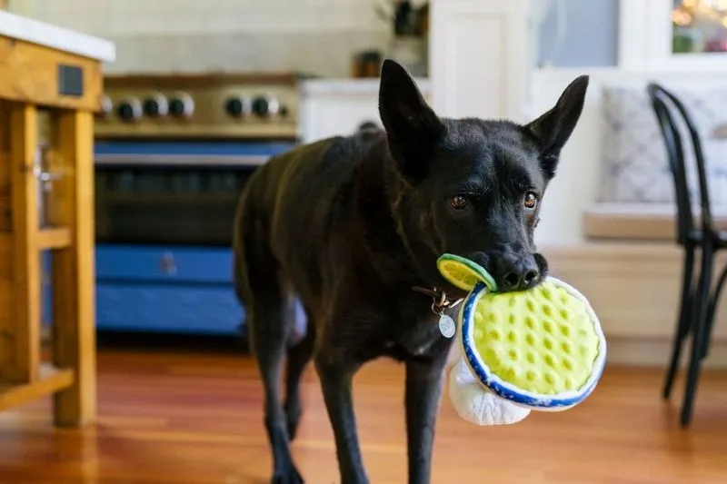 Barktender Toy Collection