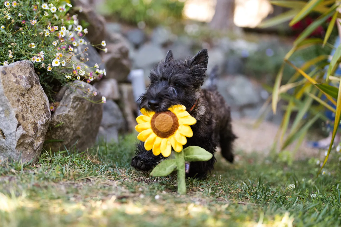 Blooming Buddies Collection