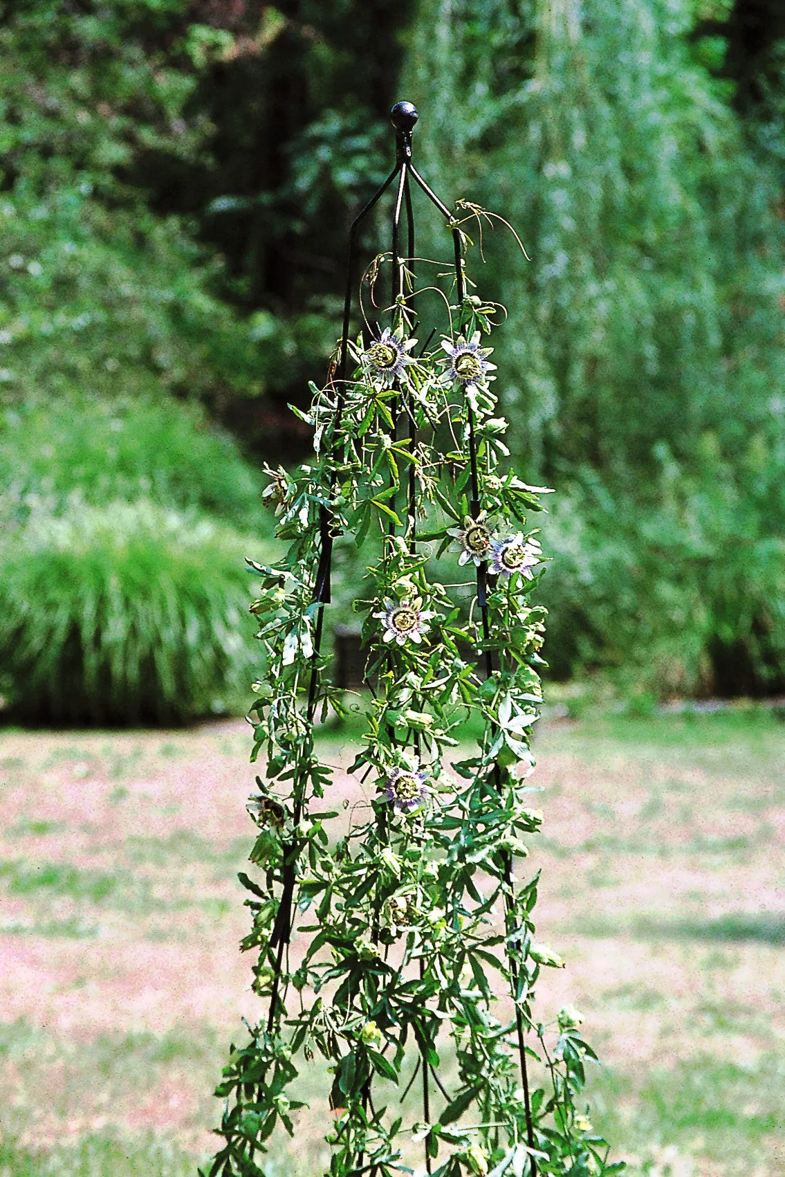 Classic Garden Plant Climbing Column