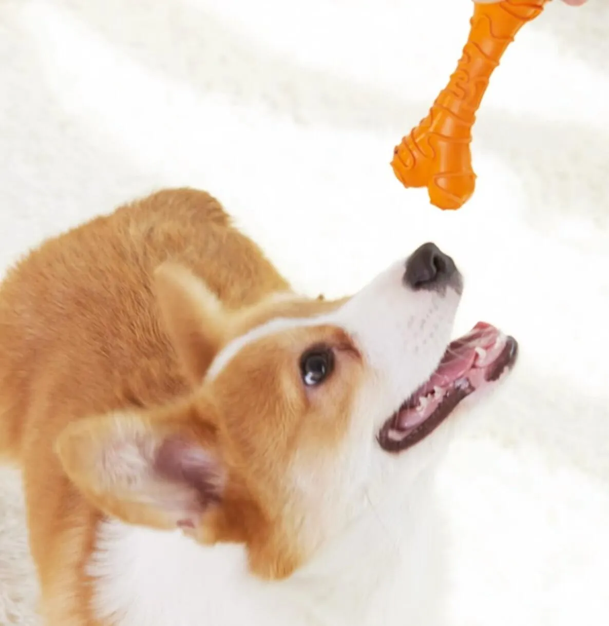 Dog Rubber Bone Chew Toys For Interactive Play