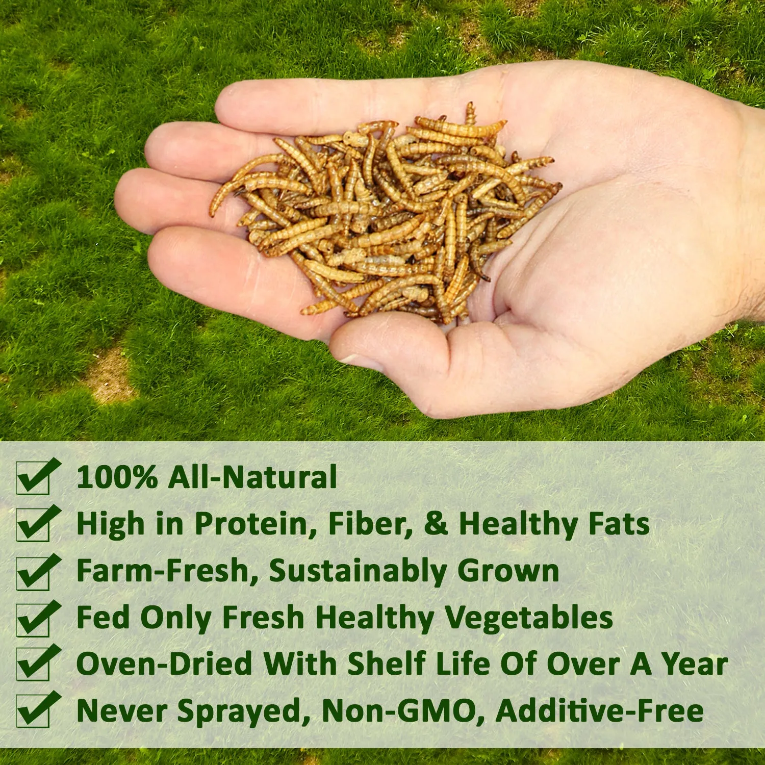 Dried Mealworms Bulk