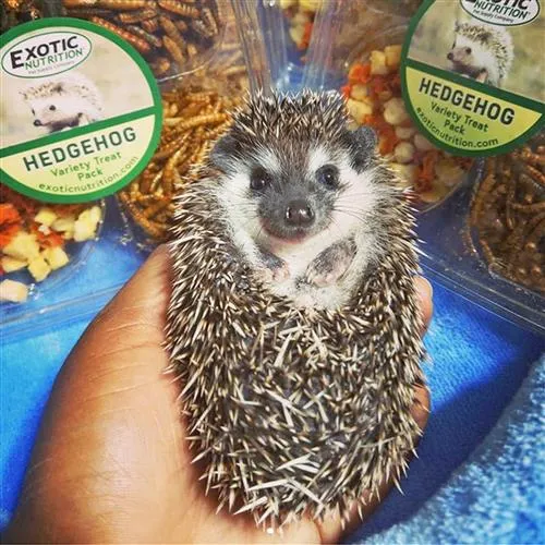 Hedgehog Treat Sampler