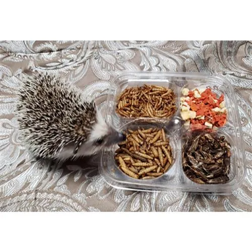 Hedgehog Treat Sampler