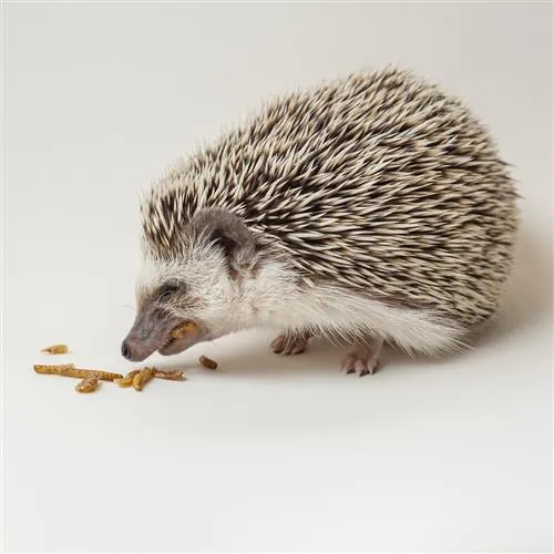 Hedgehog Treat Sampler