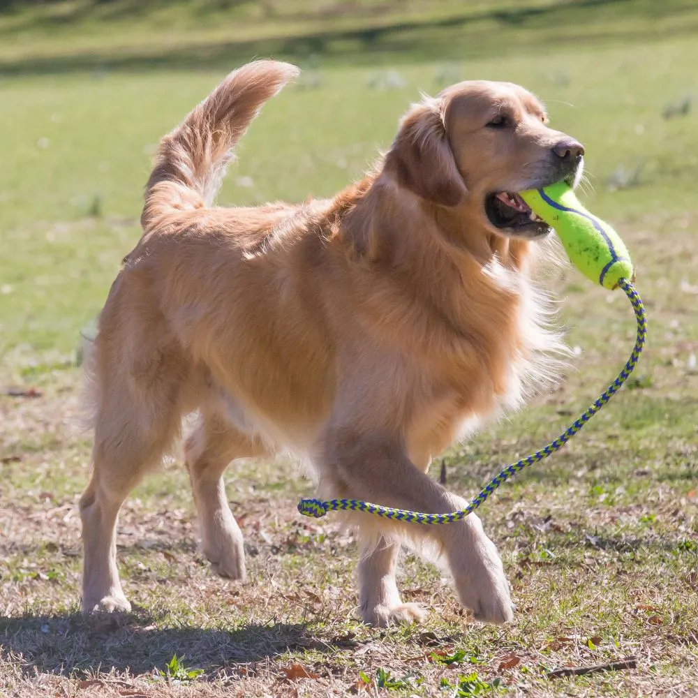 KONG®Airdog® Fetch Stick with Rope