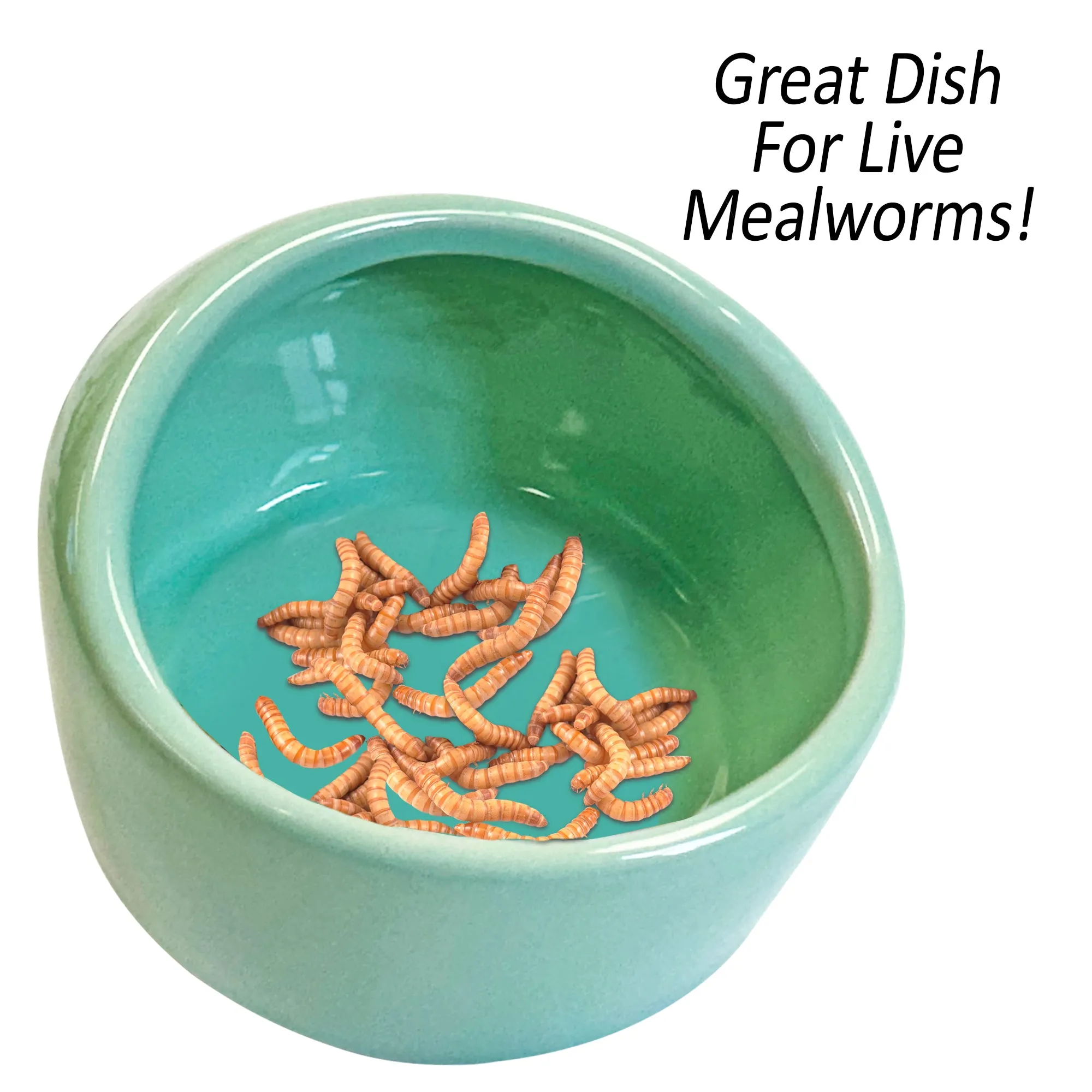 No-Escape Mealworm Feeding Dish