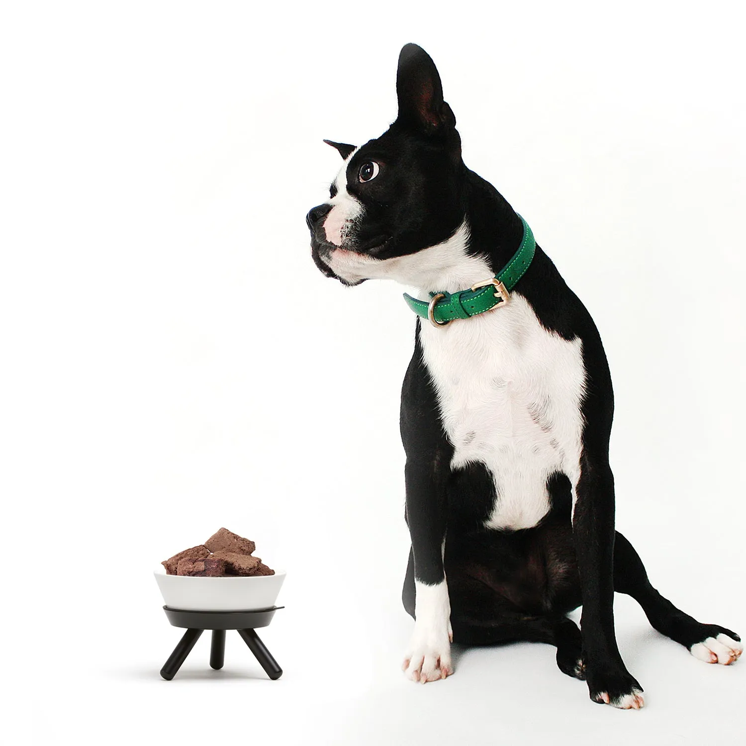 Oreo Pet Table with Bowl - Short