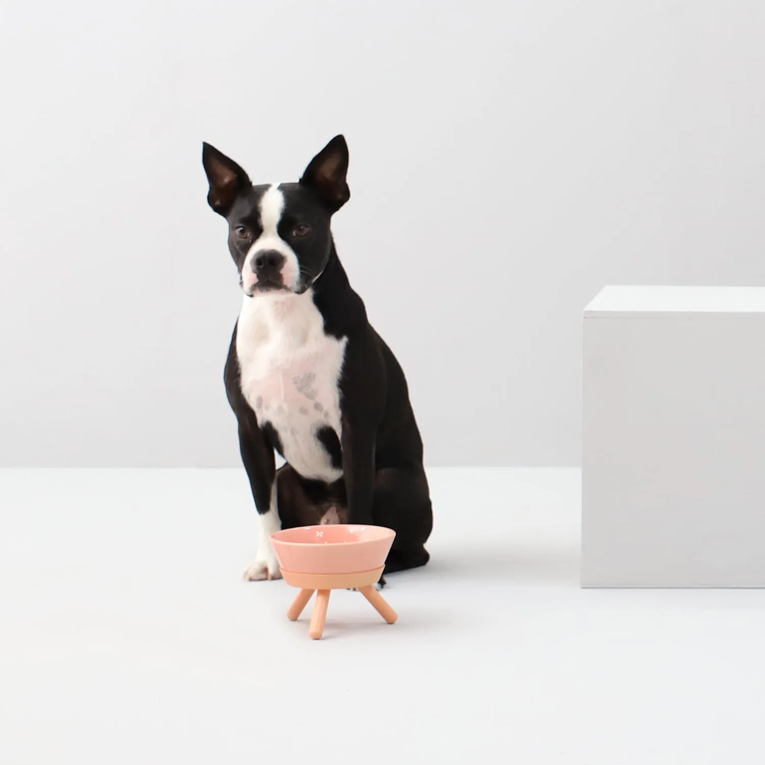 Oreo Pet Table with Bowl - Short