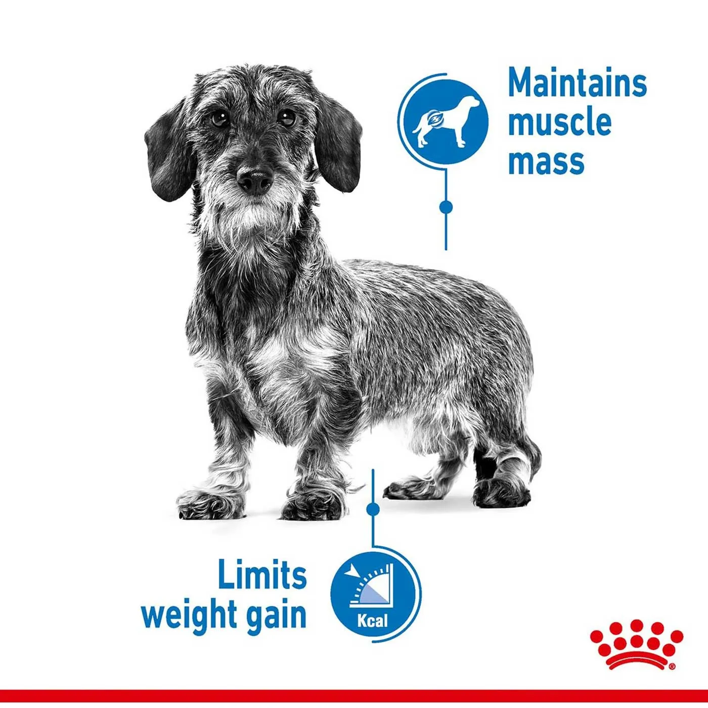 Royal Canin Mini Adult Light Weight Care Dog Food 3KG