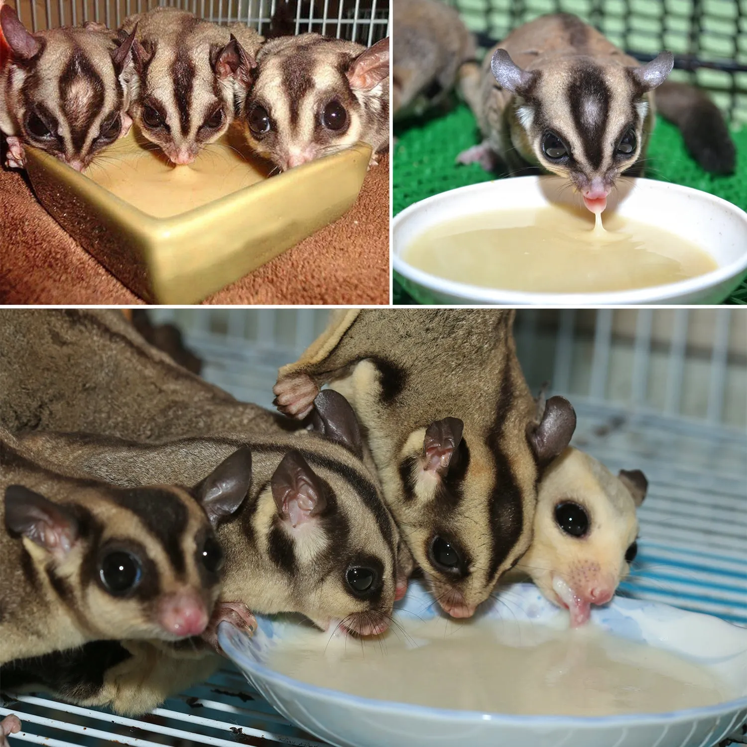 Starter Pack for Sugar Gliders