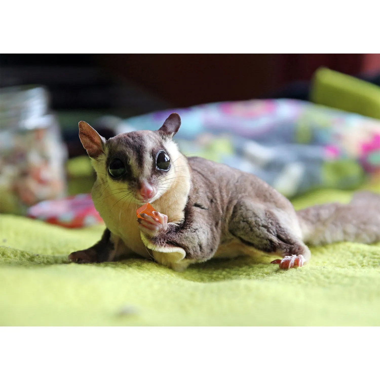 Sugar Glider Treat Variety Pack