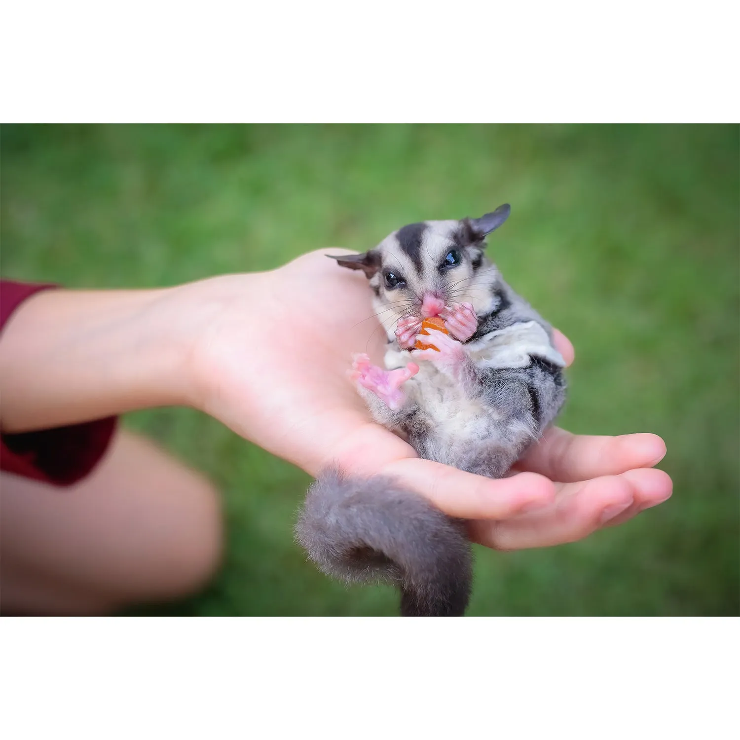 Sugar Glider Treat Variety Pack